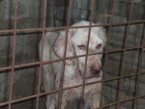 Cane maltrattato salvato dalla Forestale e dai volontari dell'Empa2